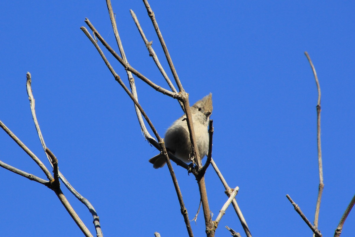 Oak Titmouse - ML617957390