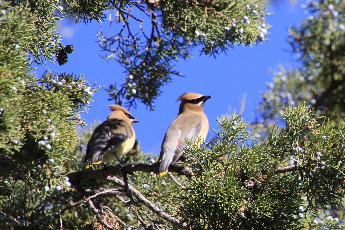 Cedar Waxwing - ML617957404