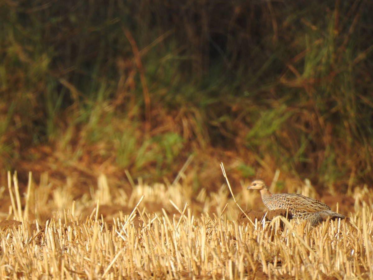 Black Francolin - ML617957441