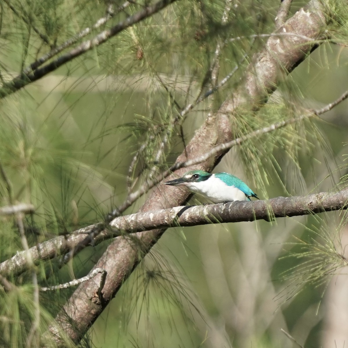 Collared Kingfisher - ML617957506