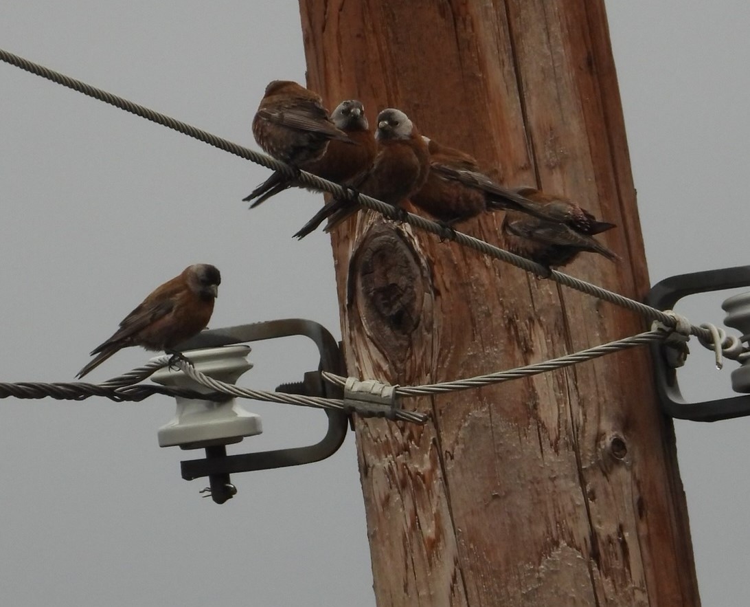 Gray-crowned Rosy-Finch - ML617957514