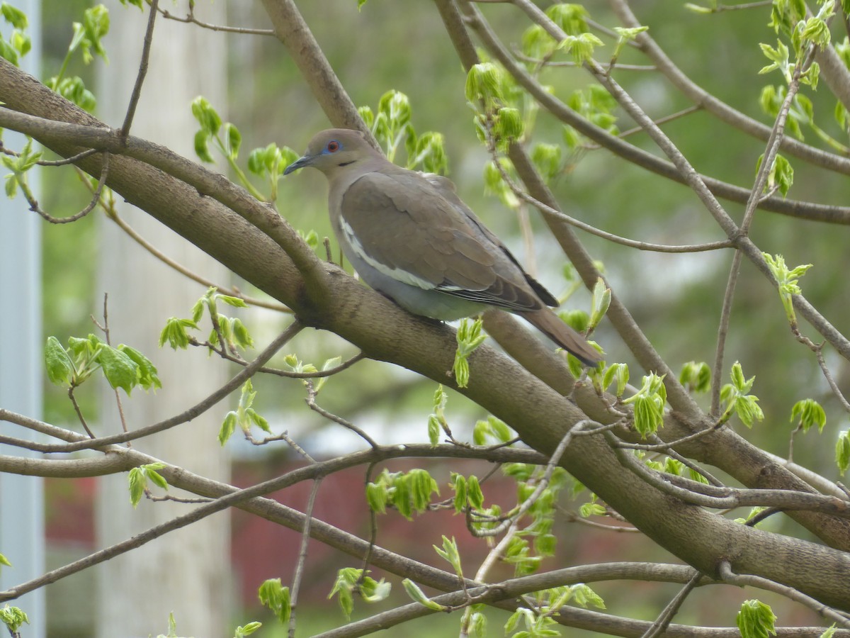 White-winged Dove - Bonnie Cutler