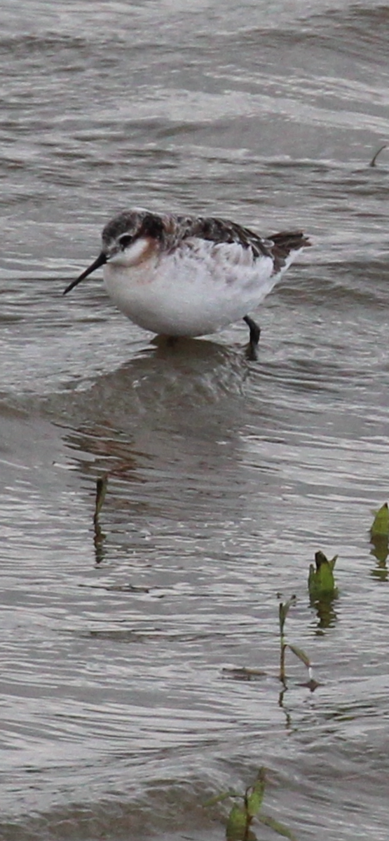 Wilson's Phalarope - Greg Duncan