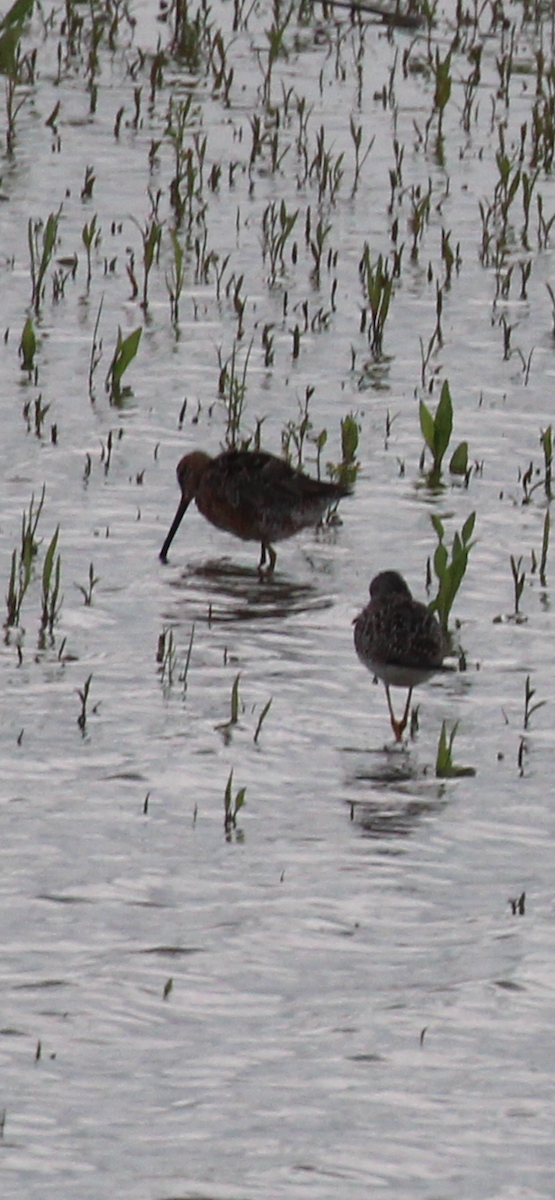 Long-billed Dowitcher - Greg Duncan