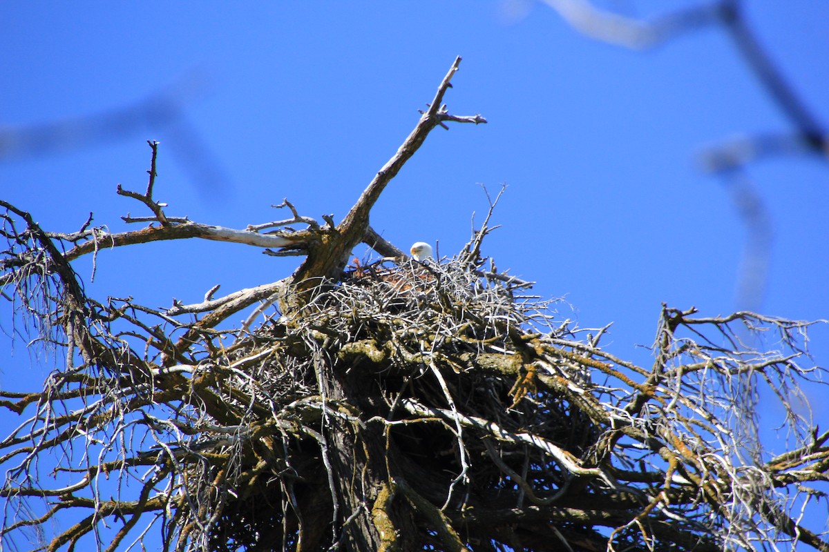 Bald Eagle - Pauline Irish