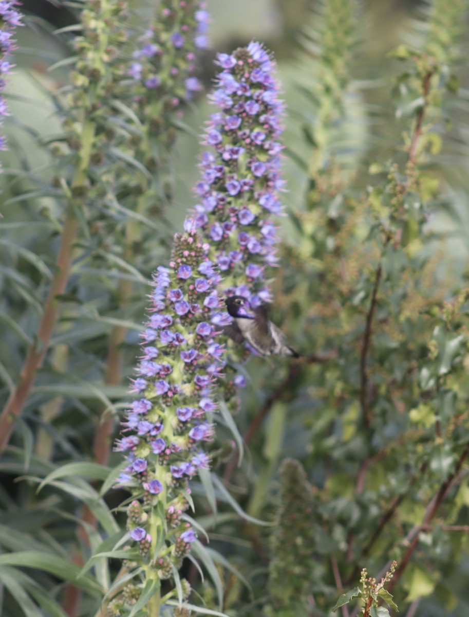 Costa's Hummingbird - ML617957581