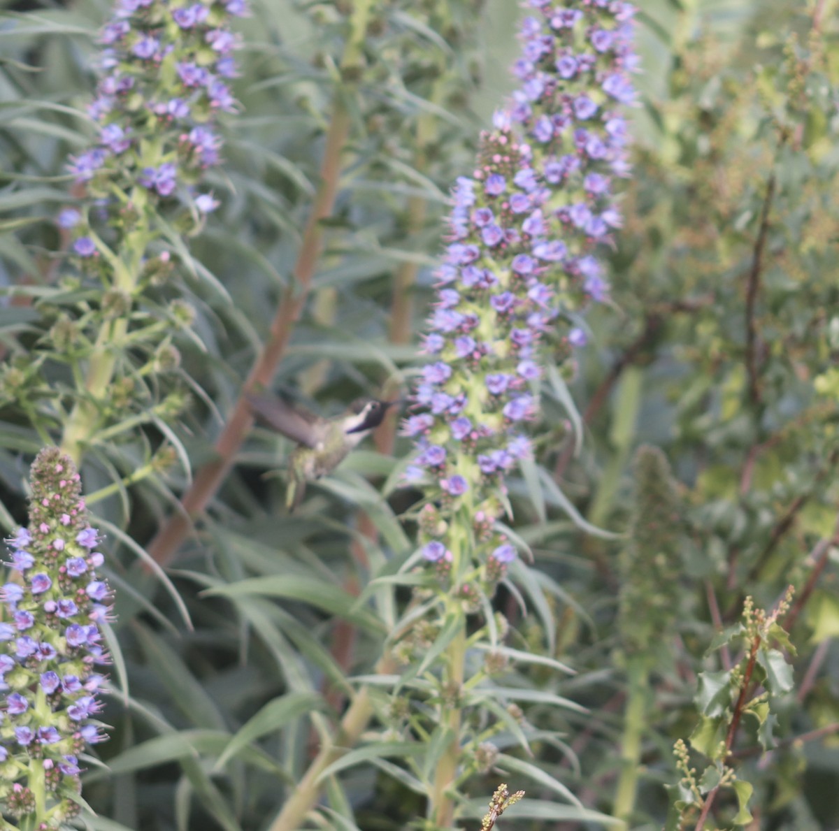 Costa's Hummingbird - ML617957608