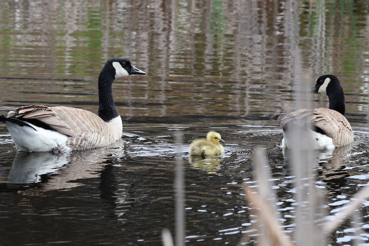 Canada Goose (moffitti/maxima) - ML617957621