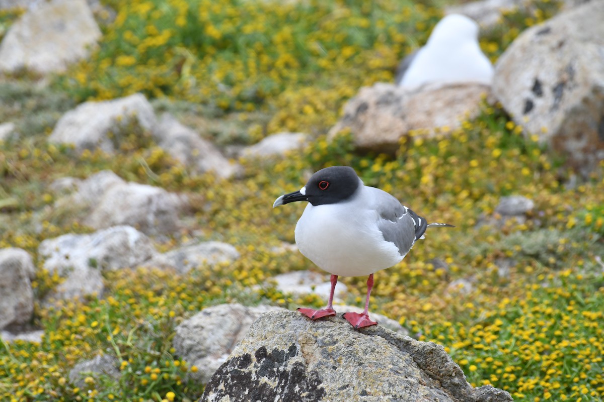 Gaviota Tijereta - ML617957678