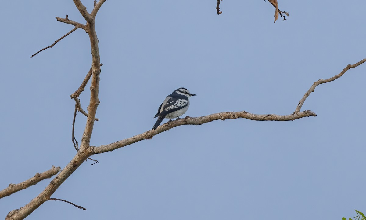 Pied Triller - Paul Fenwick