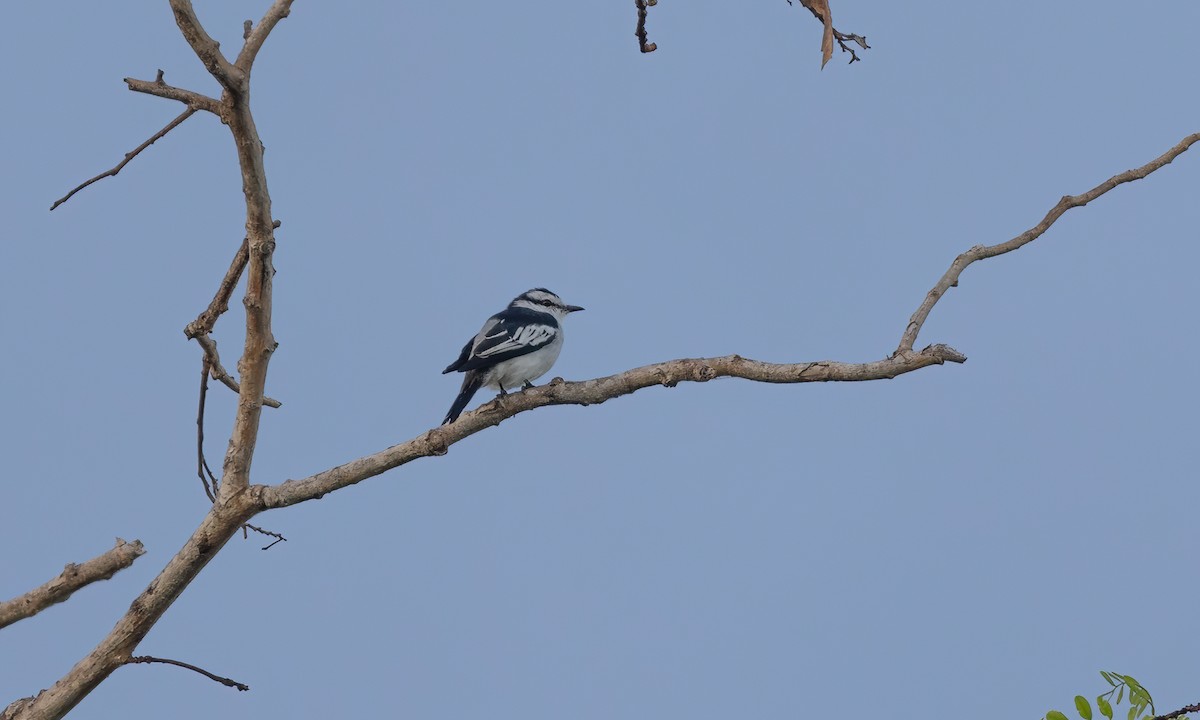 Pied Triller - Paul Fenwick