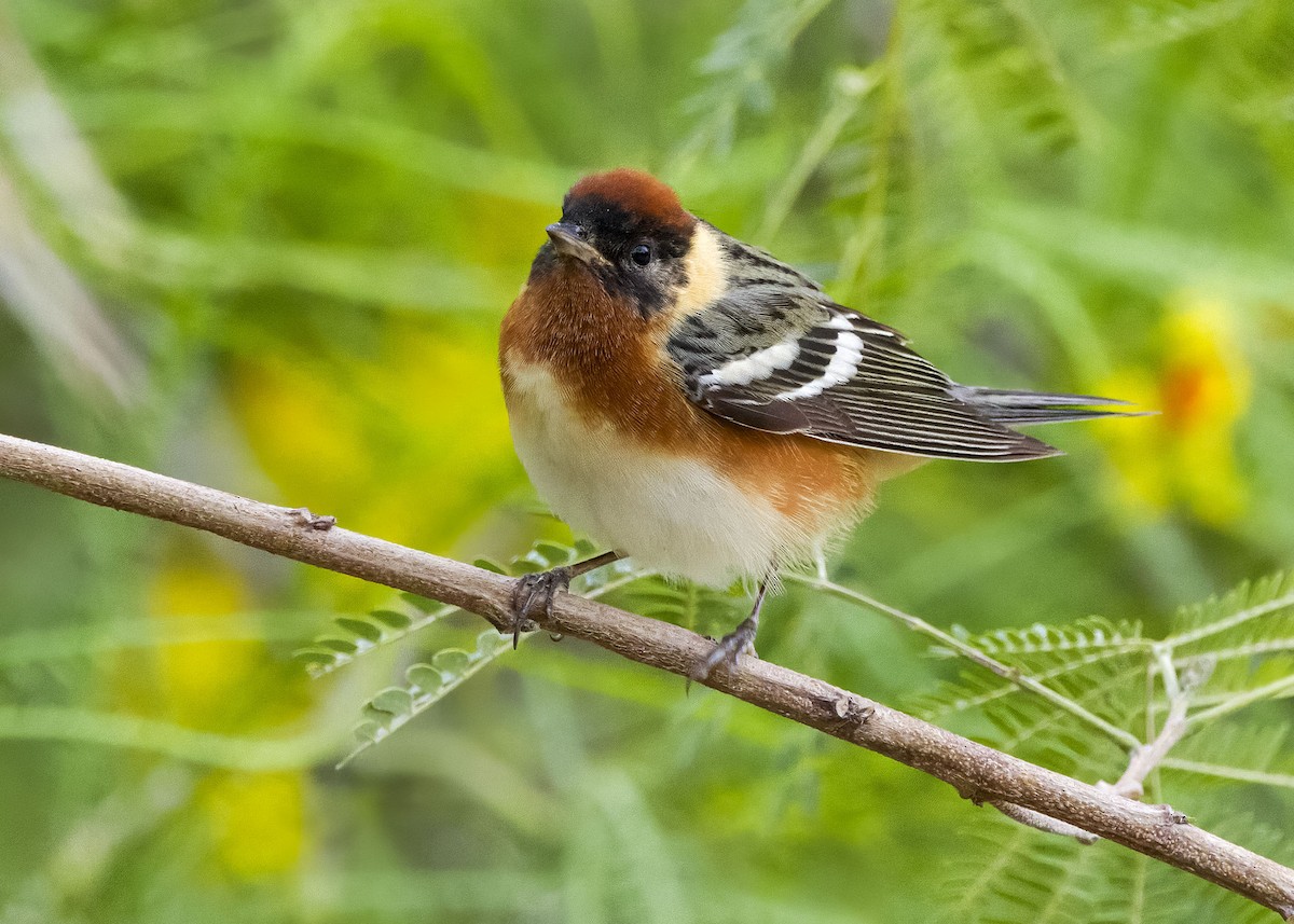 Bay-breasted Warbler - Jason Garcia