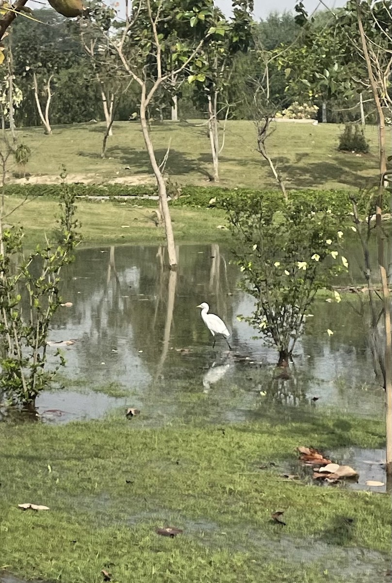 Eastern Cattle Egret - ML617957797