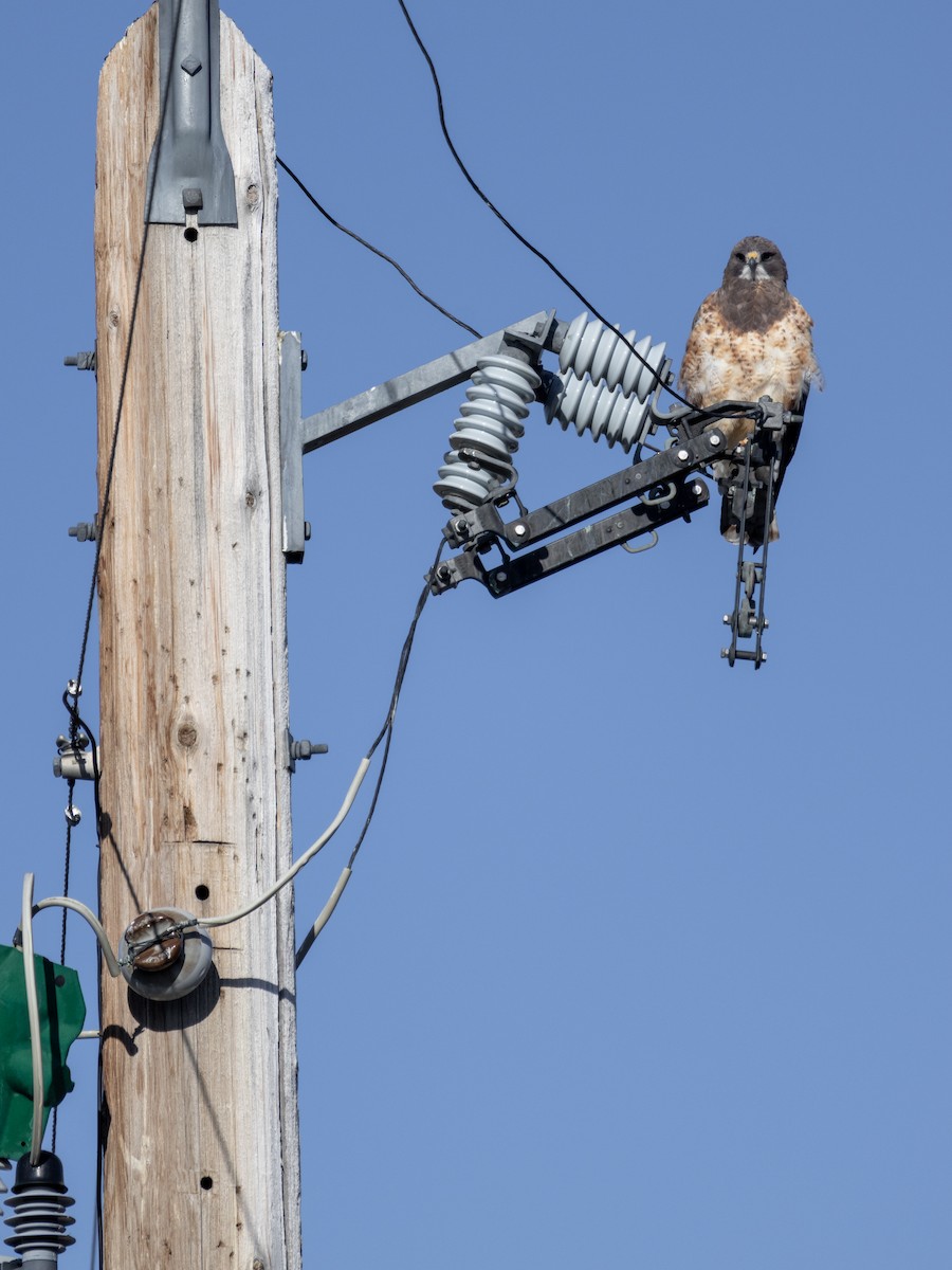 Swainson's Hawk - ML617957809