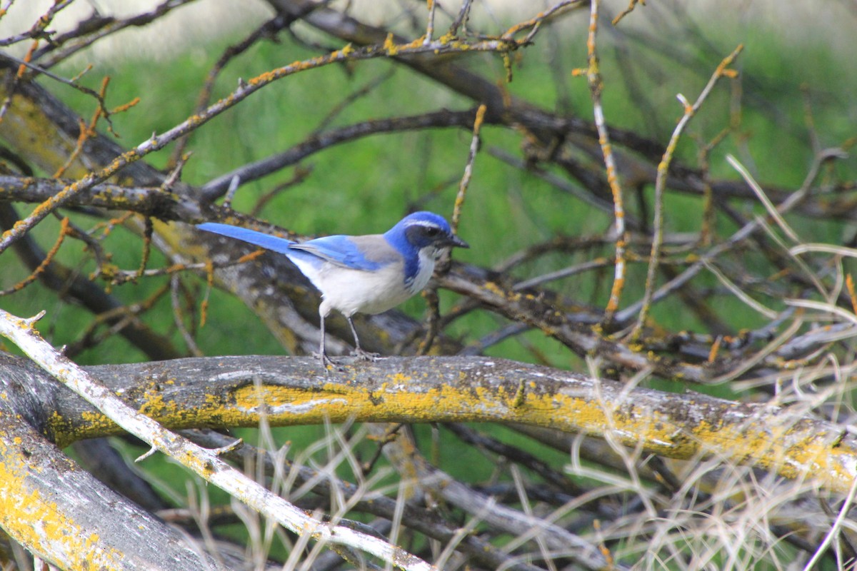 California Scrub-Jay - Pauline Irish