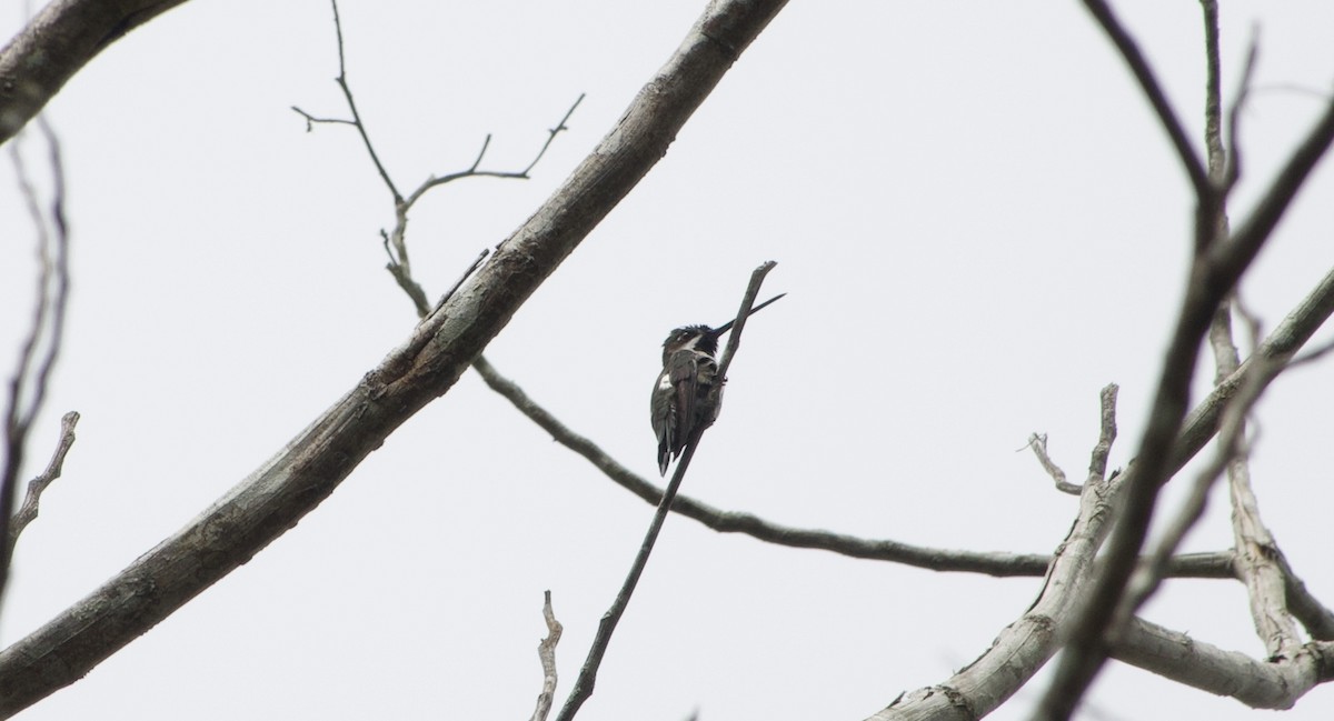 Long-billed Starthroat - Frances Oliver