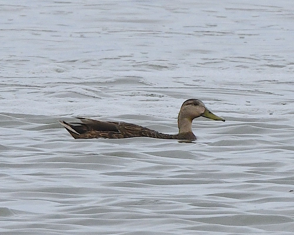 Mexican Duck - ML617957849