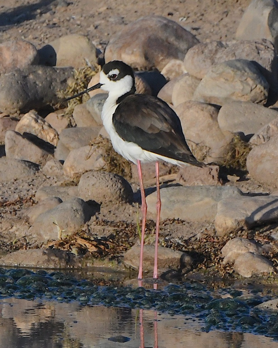 Black-necked Stilt - ML617957934