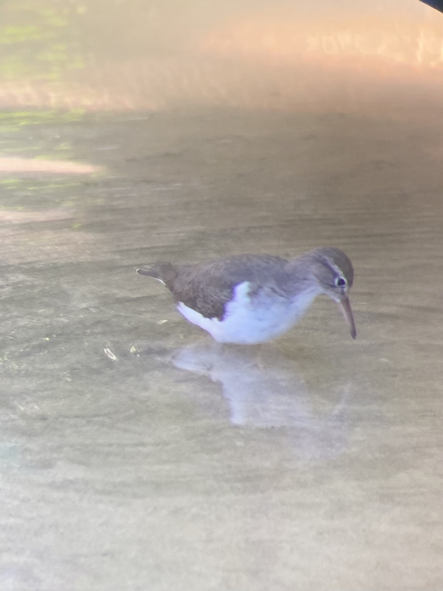 Spotted Sandpiper - ML617958008