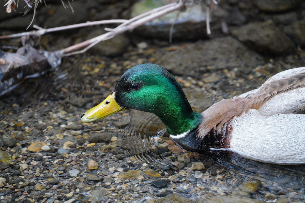 Canard colvert - ML617958047