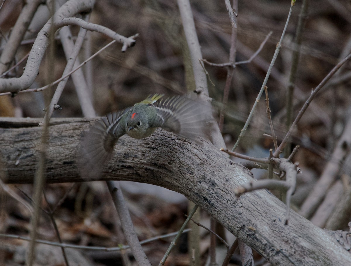 Ruby-crowned Kinglet - ML617958058