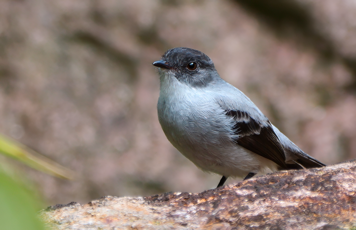 Torrent Tyrannulet - ML617958062