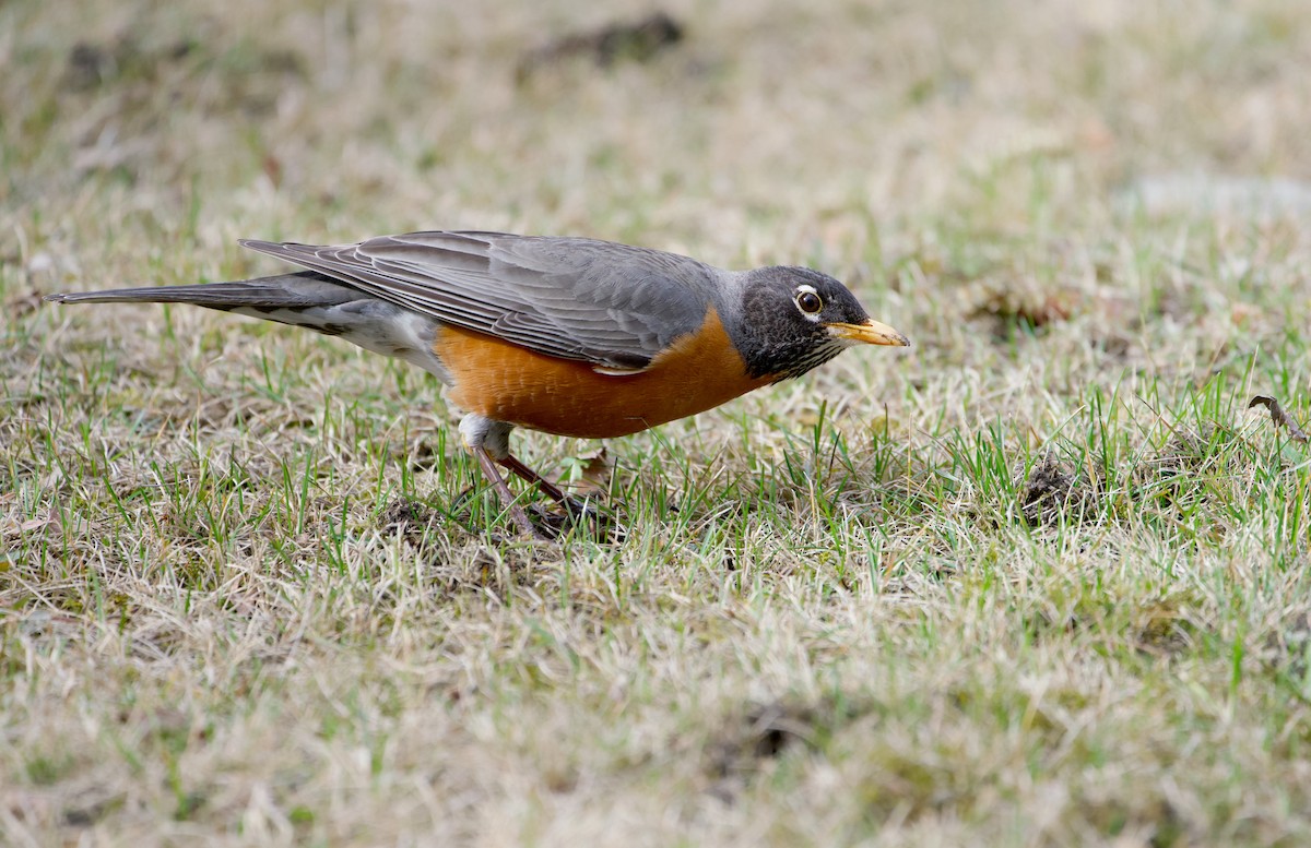 American Robin - ML617958064