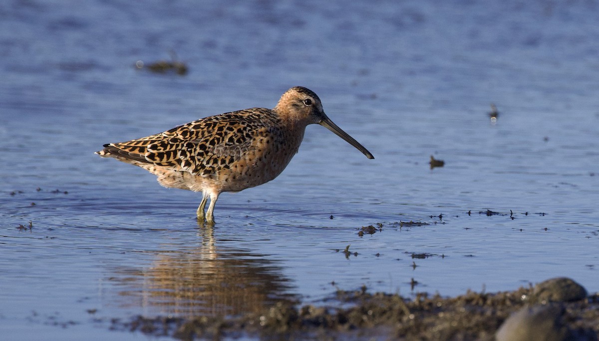 Short-billed Dowitcher - ML617958096