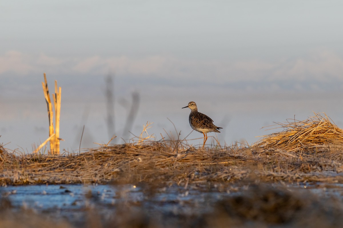 Lesser Yellowlegs - ML617958108