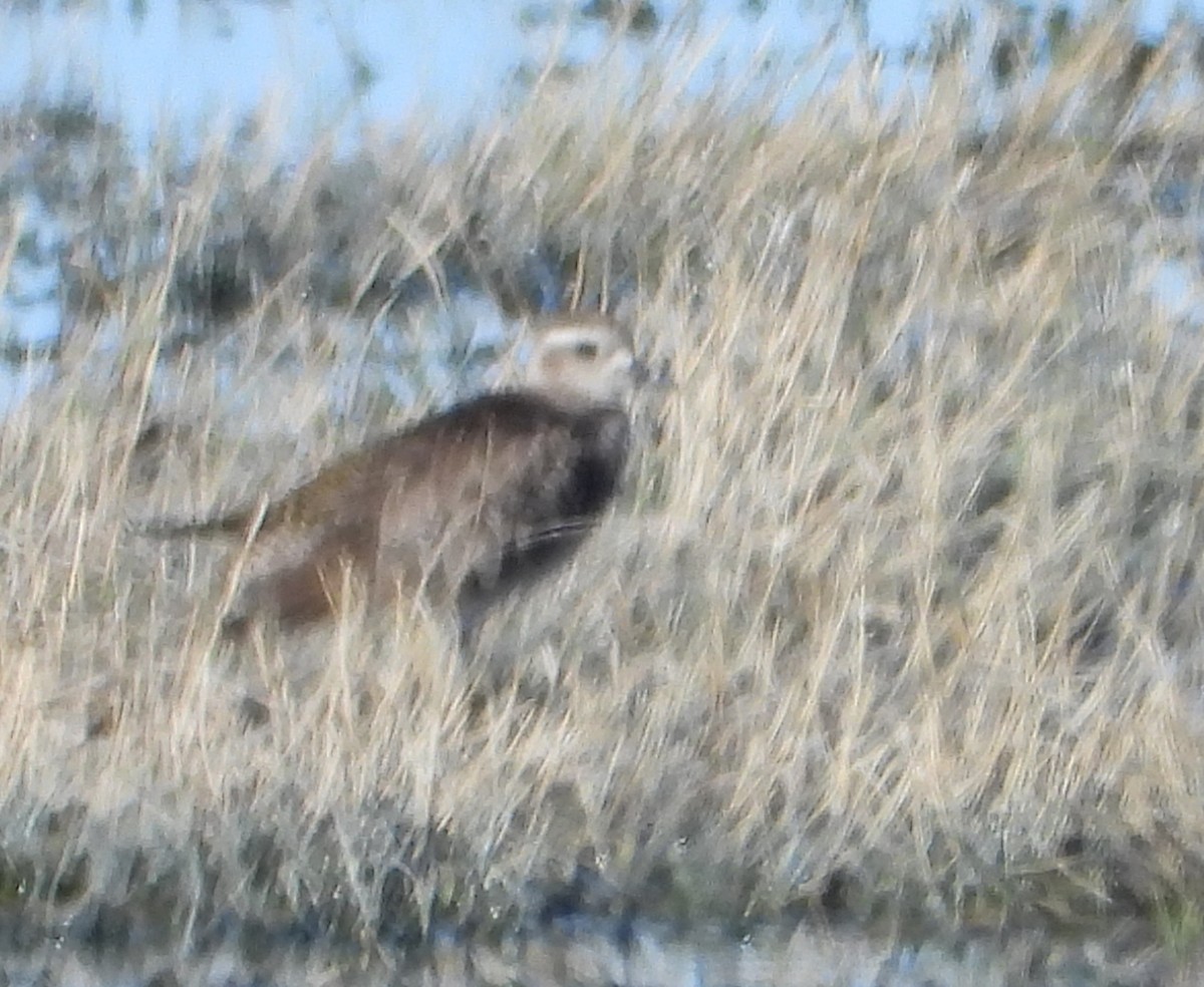 American Golden-Plover - ML617958109