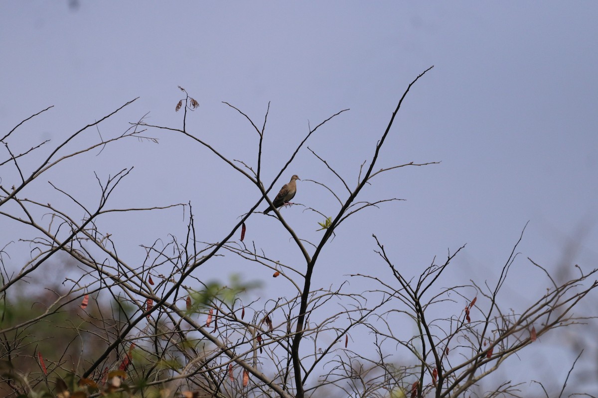 Oriental Turtle-Dove - ML617958111