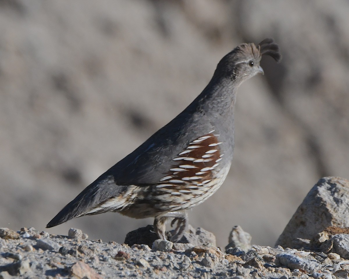 Gambel's Quail - ML617958180