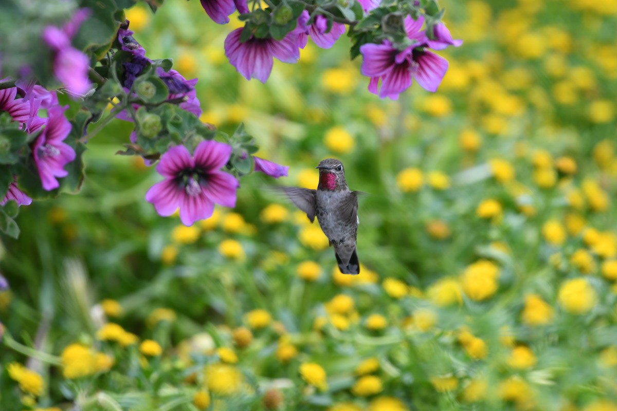 Anna's Hummingbird - Heather Williams