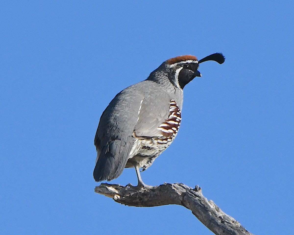 Gambel's Quail - ML617958252