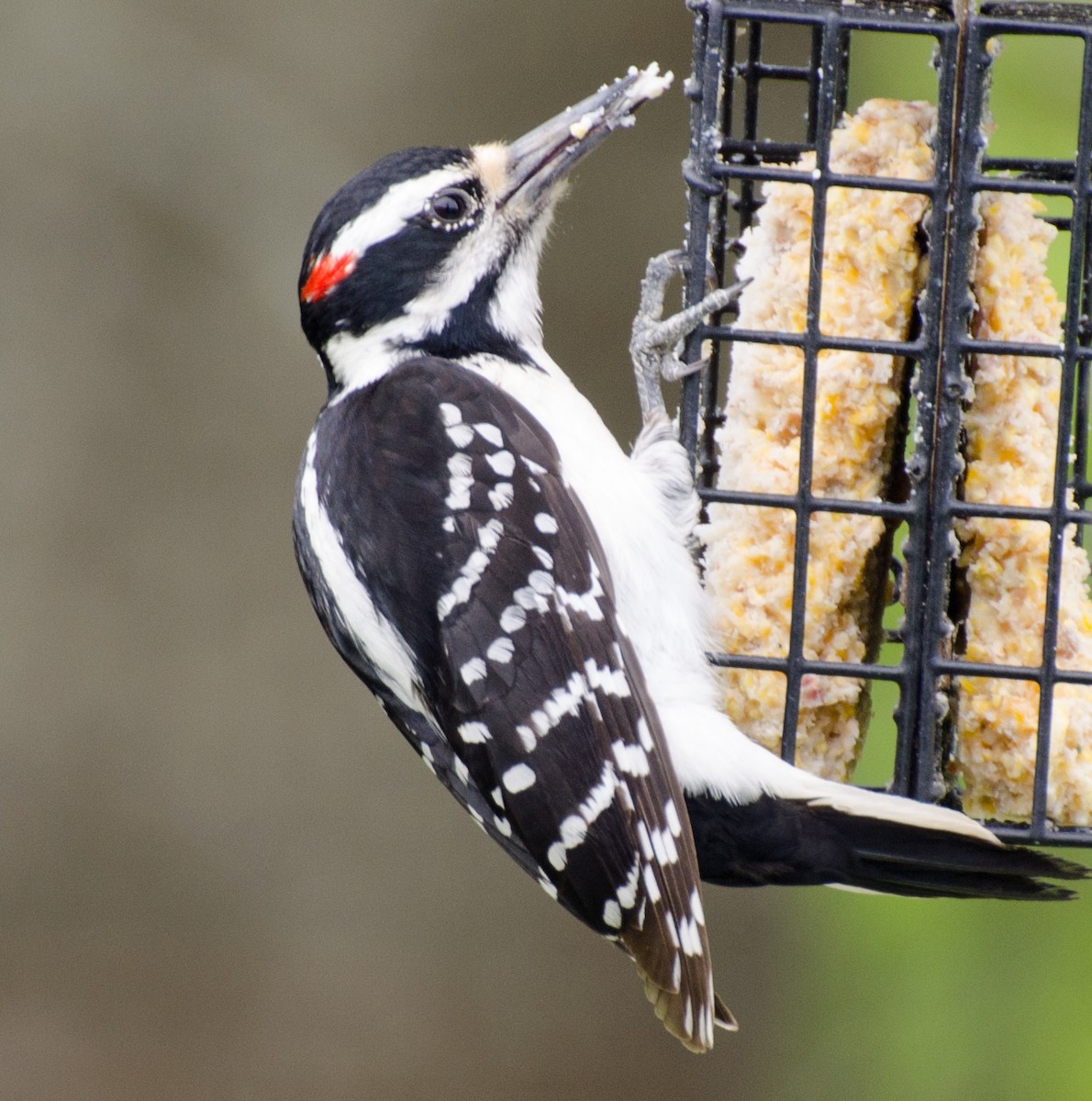 Hairy Woodpecker - ML617958258