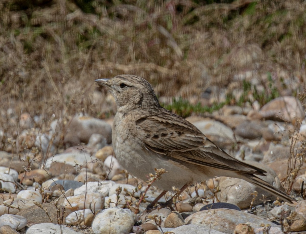 Greater Short-toed Lark - ML617958314