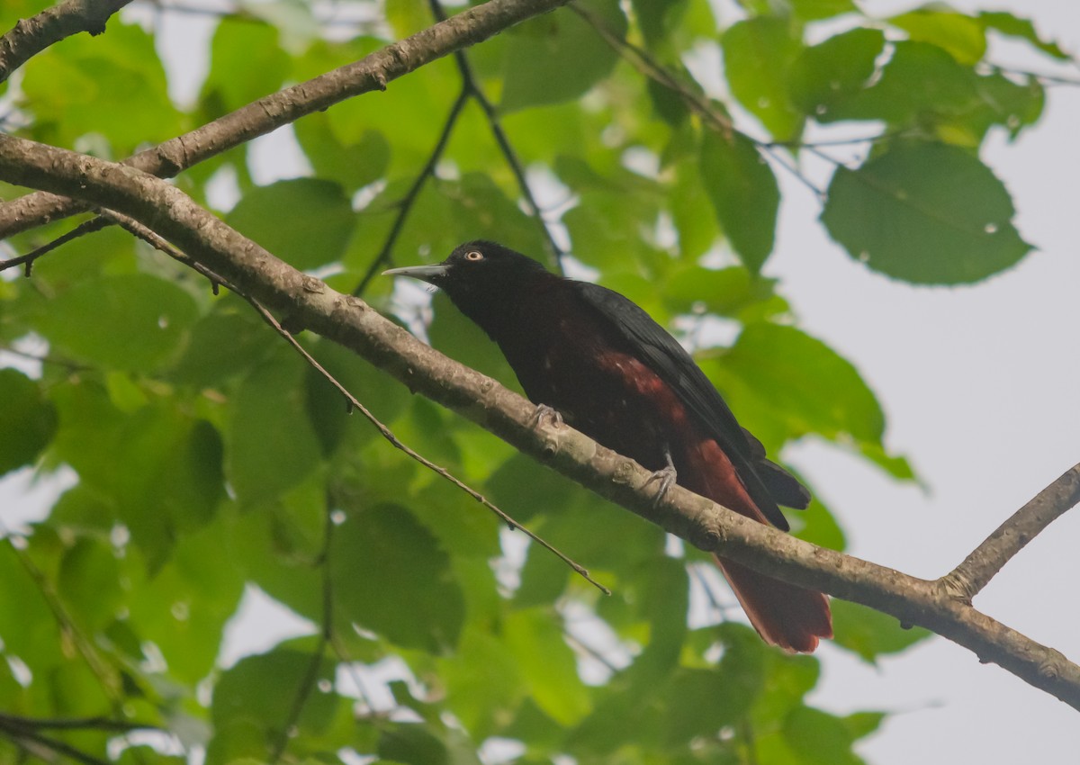 Maroon Oriole - ML617958329