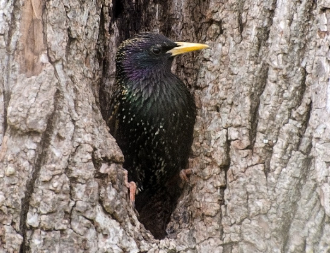 European Starling - ML617958330