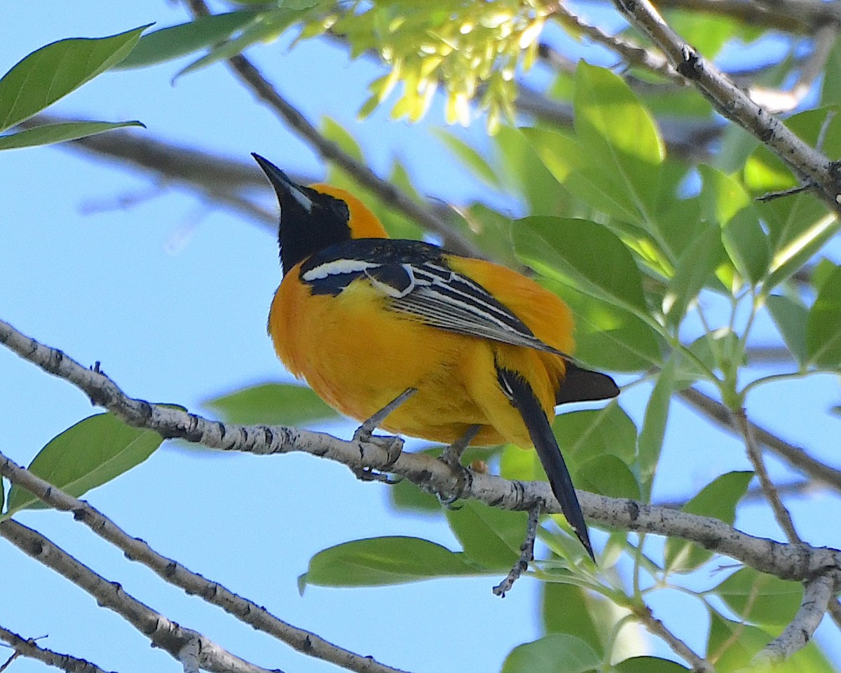 Hooded Oriole - ML617958377