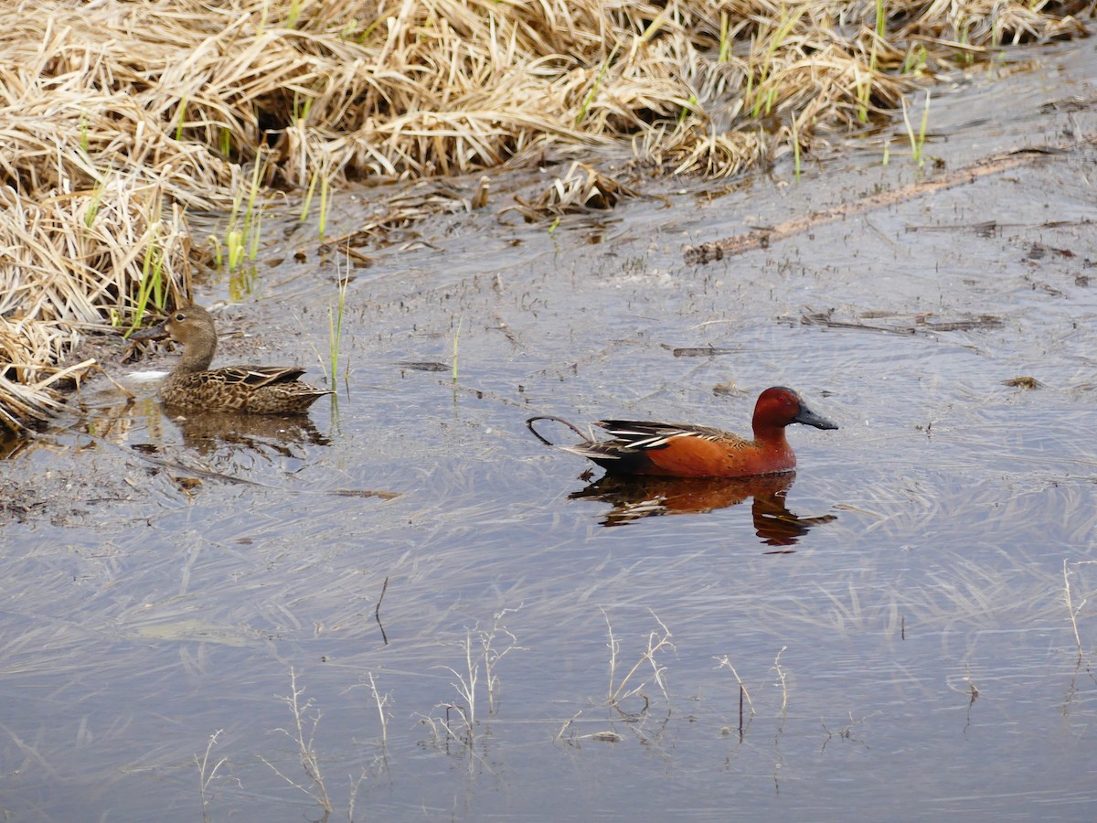 Cinnamon Teal - ML617958397