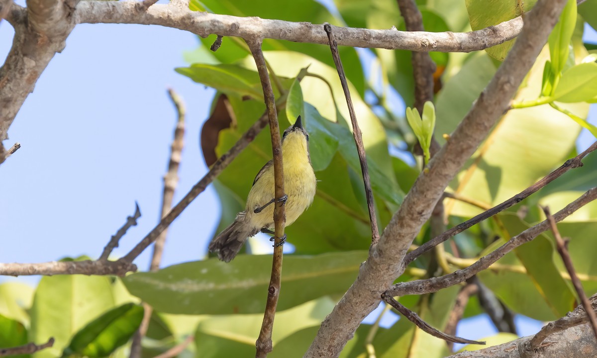 Golden-bellied Gerygone - Paul Fenwick