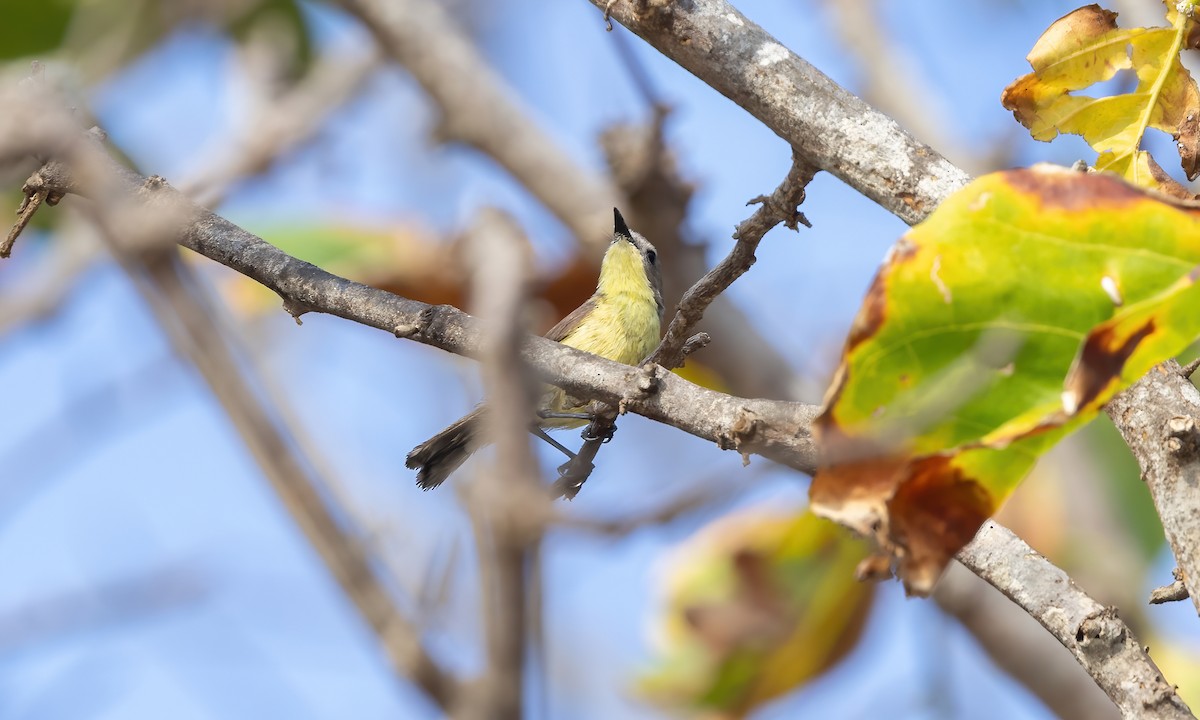 Golden-bellied Gerygone - Paul Fenwick