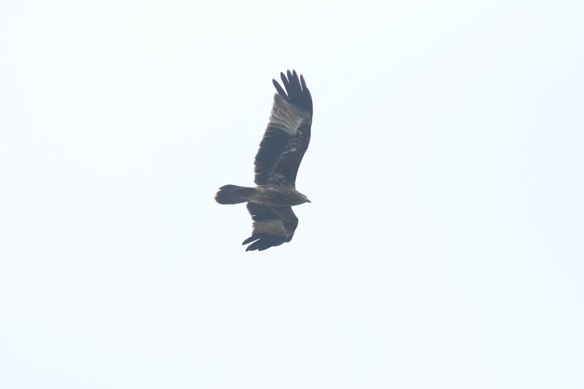 Brahminy Kite - Woraphot Bunkhwamdi