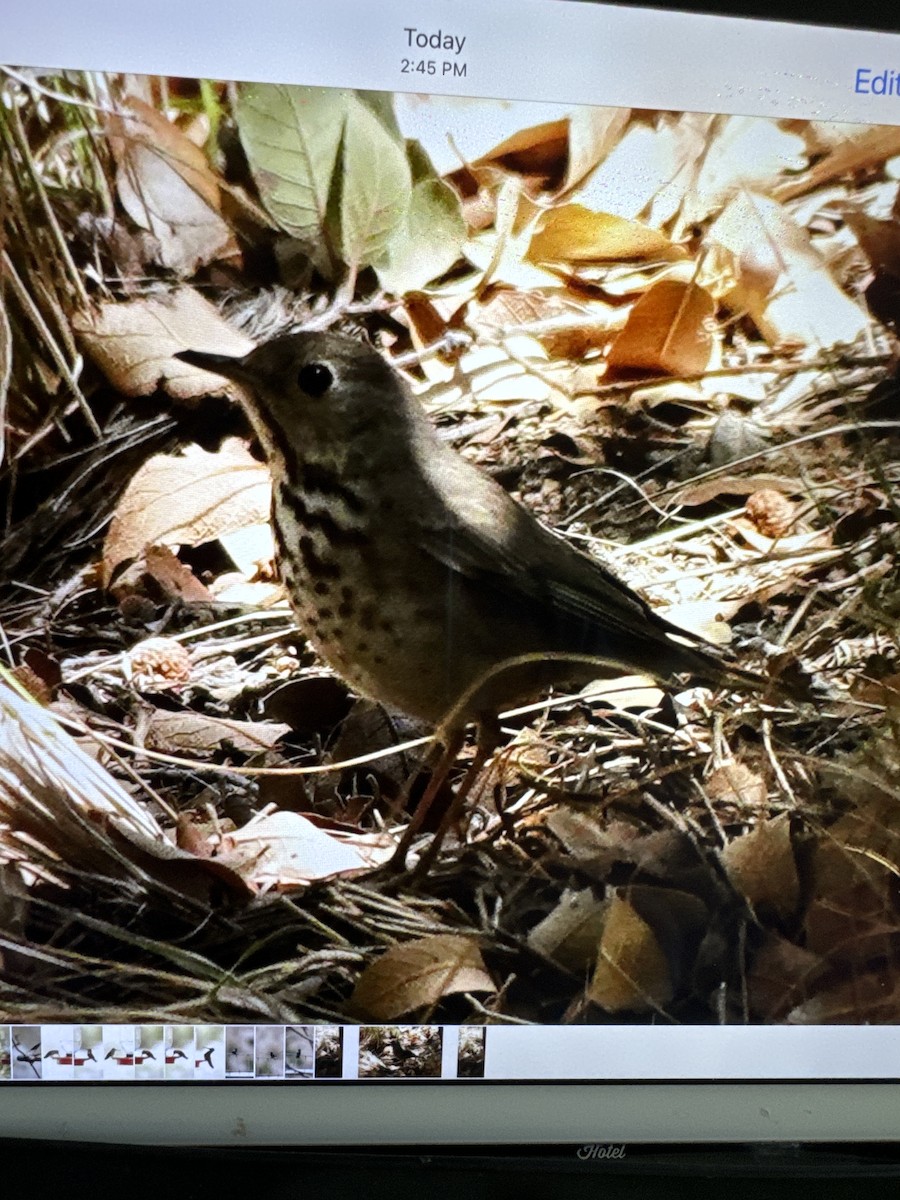 Hermit Thrush - ML617958454