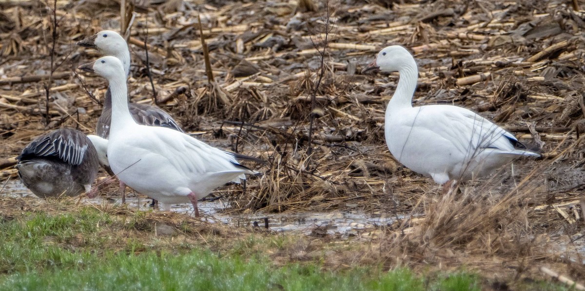 Snow Goose - ML617958484