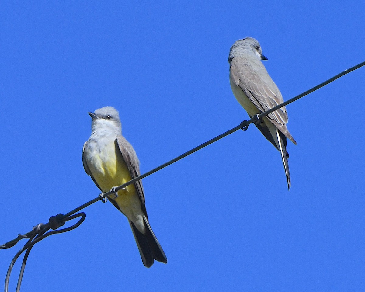 Western Kingbird - ML617958493