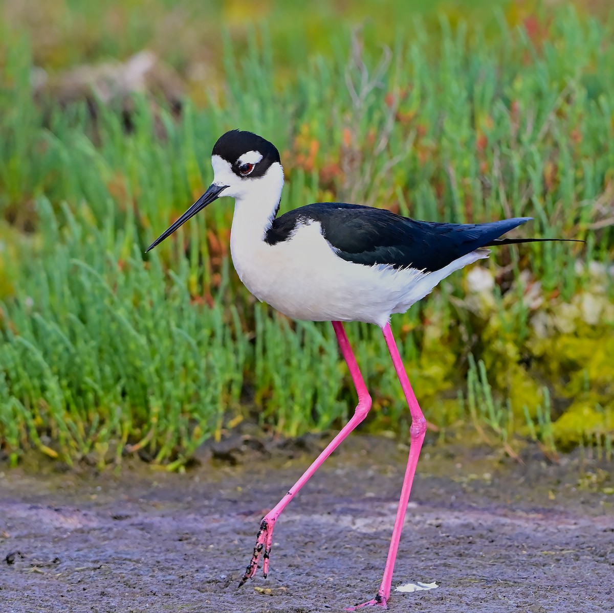 Black-necked Stilt - ML617958499