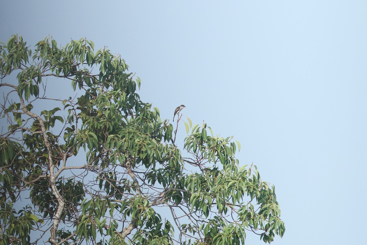 Bar-winged Flycatcher-shrike - Woraphot Bunkhwamdi