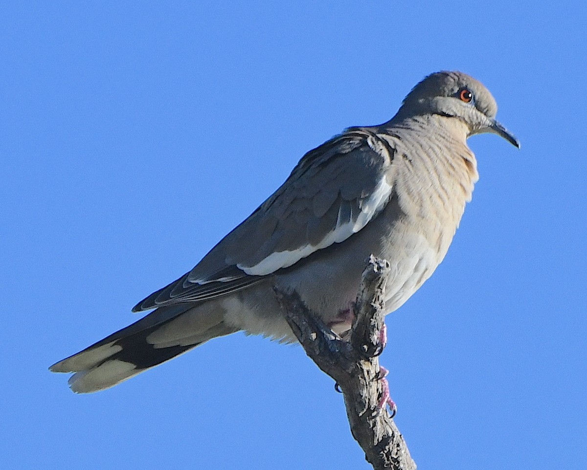 Tourterelle à ailes blanches - ML617958525