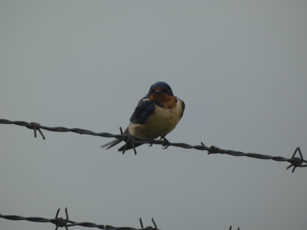 Barn Swallow - Josh Matlock